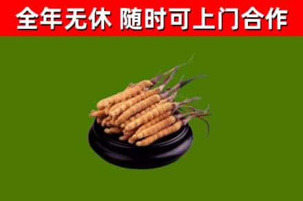 石景山区回收散虫草