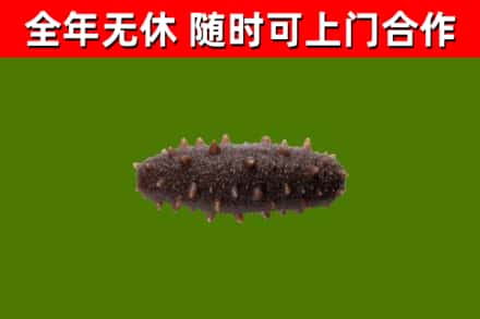 石景山区回收海参干